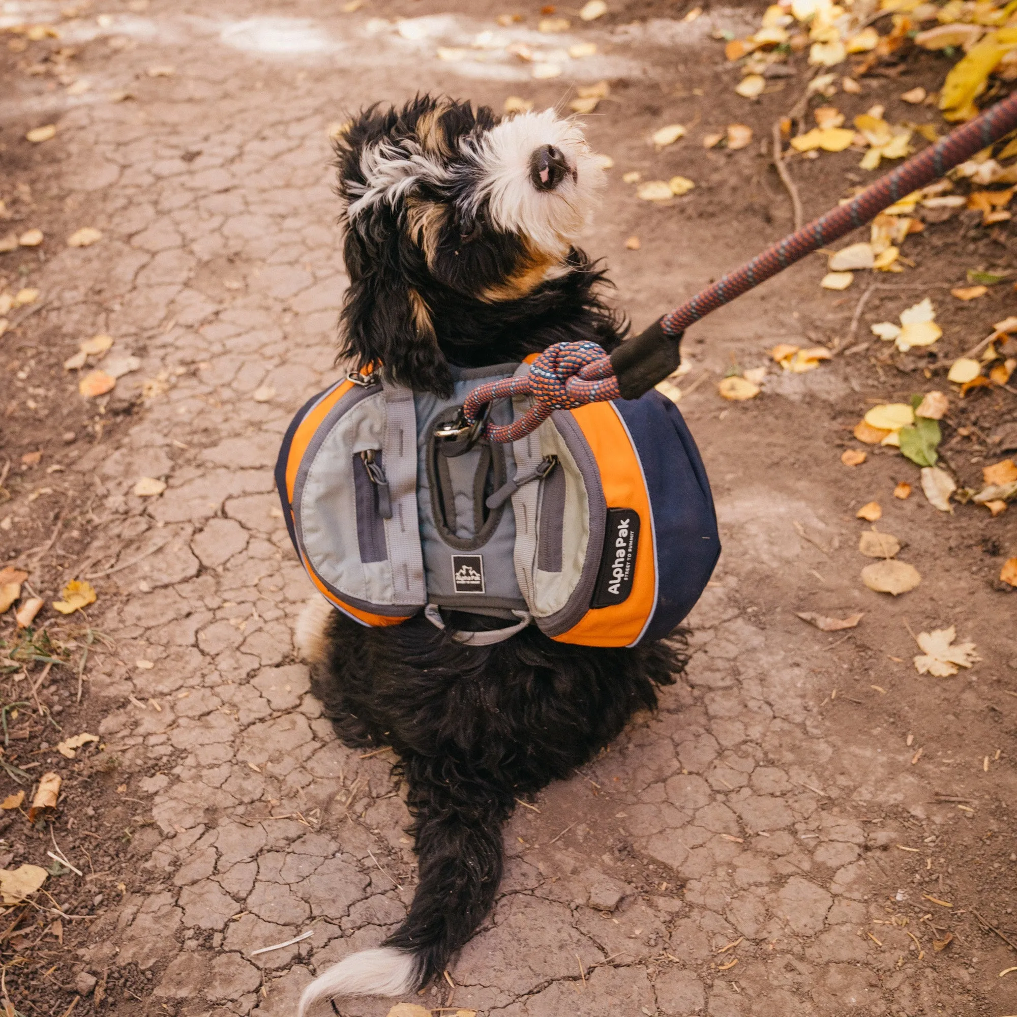 Adventurer 2-piece Dog Pack With EZ Latch™  Harness - MILE HIGH - WHOLESALE