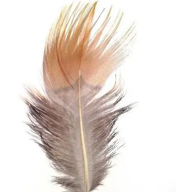 Yellow Golden Pheasant Plumage Feather - 5 grams ((BULK PACK))